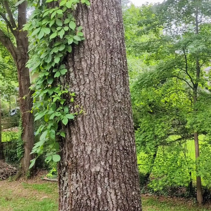 Bocchi the Plush!! Squeaker Plush || Bocchi the Rock!